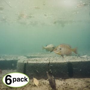 Spawning Colony® 6-Pack